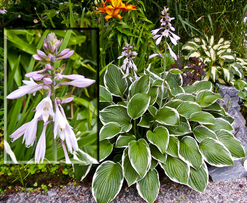 11 En annan Hosta 2.jpg - Hosta